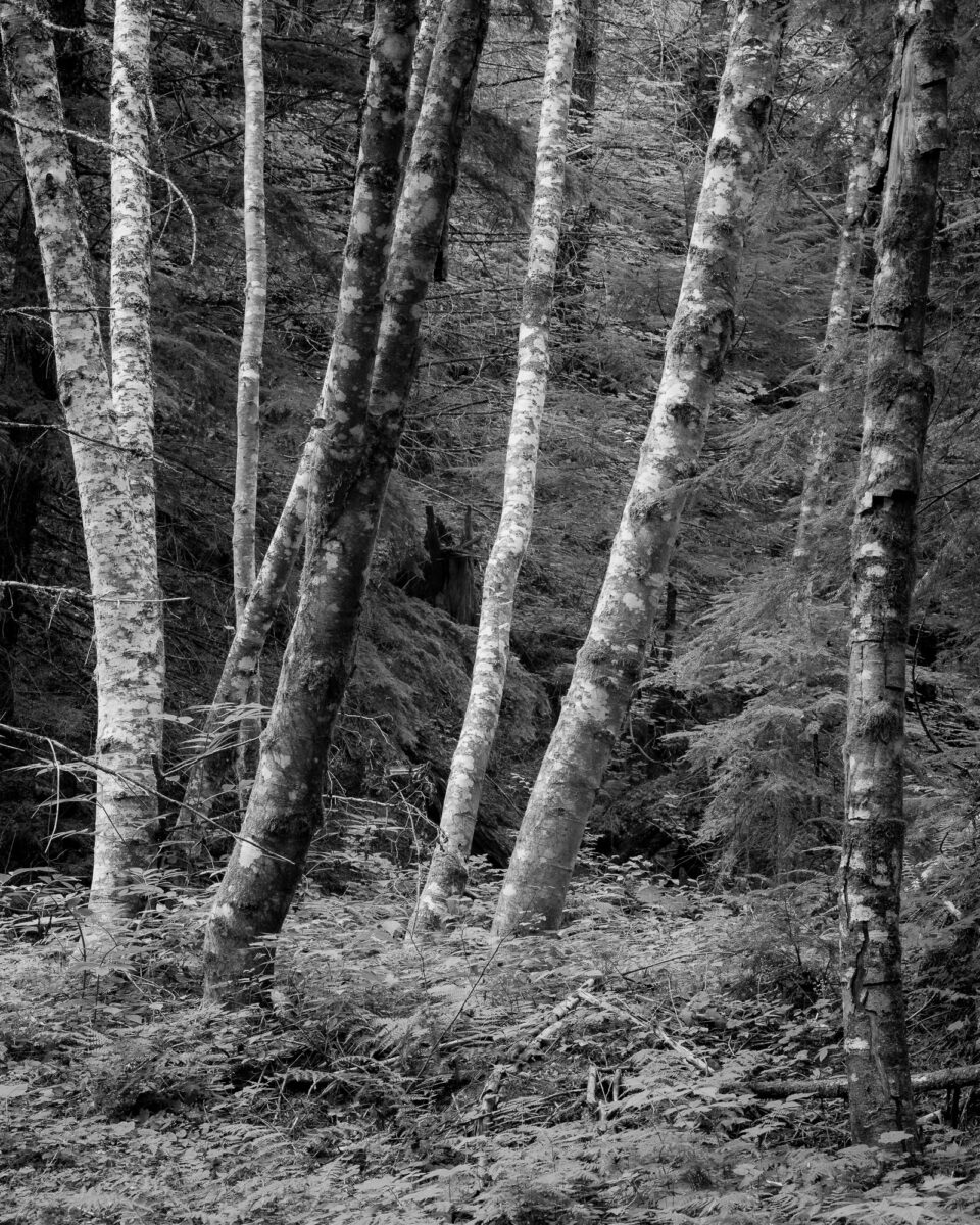 A black and white intimate landscape photograph of a group of alder trees in the forest near Greenwater, Washington.