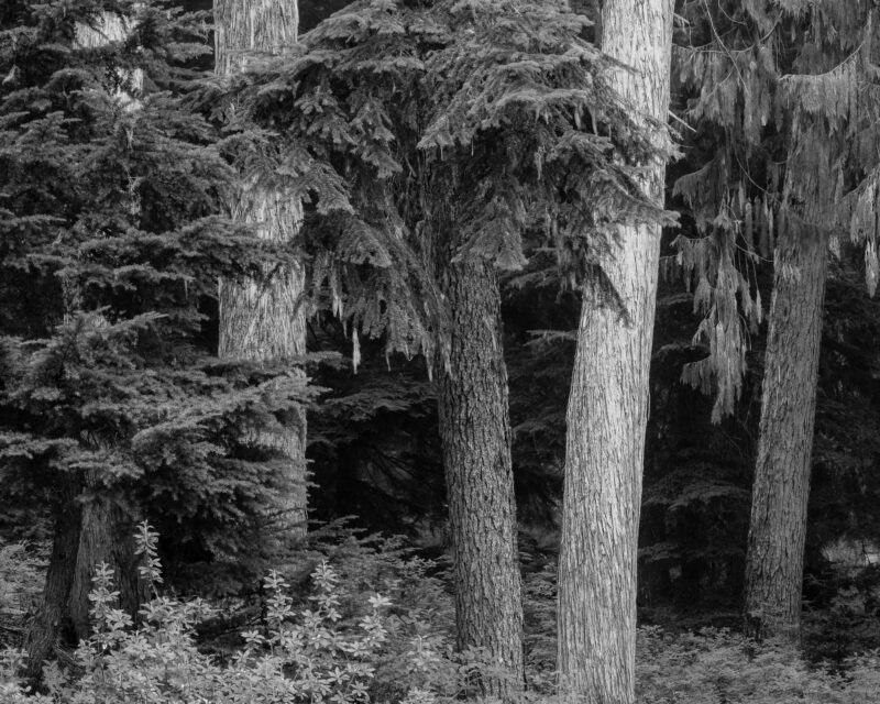 A black and white intimate landscape photograph of a forest scene along Huckleberry Ridge near Greenwater, Washington.