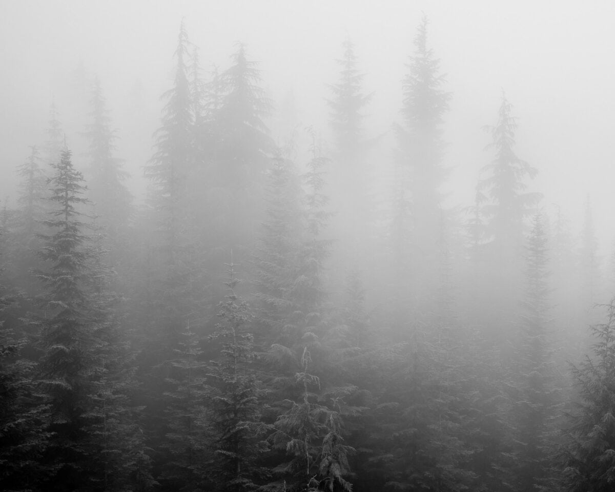 A black and white landscape photograph of a foggy forest scene along Huckleberry Ridge near Greenwater, Washington.