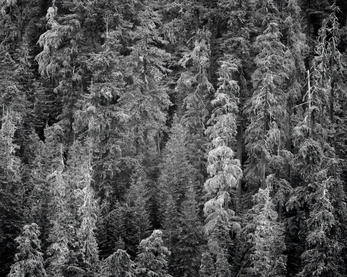 A black and white intimate landscape photograph of the forest on a hillside near Greenwater, Washington.