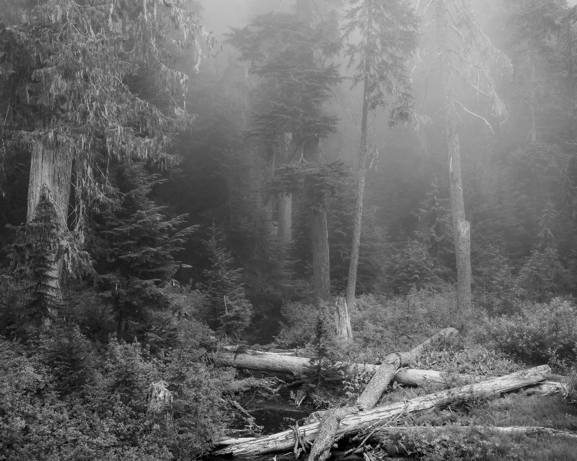 A black and white intimate landscape photograph of a misty forest scene along Huckleberry Ridge near Greenwater, Washington.