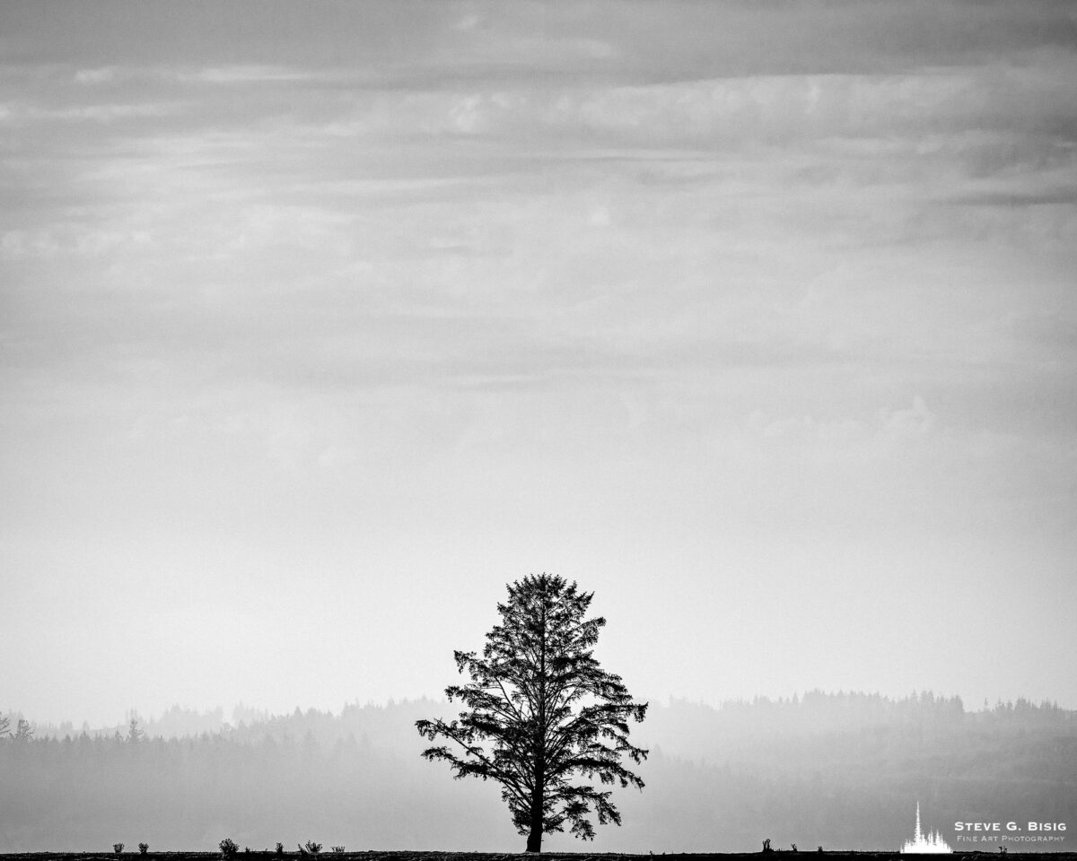 A black and white landscape photograph of a lone tree on the banks of the Willapa River in Pacific County, Washington.