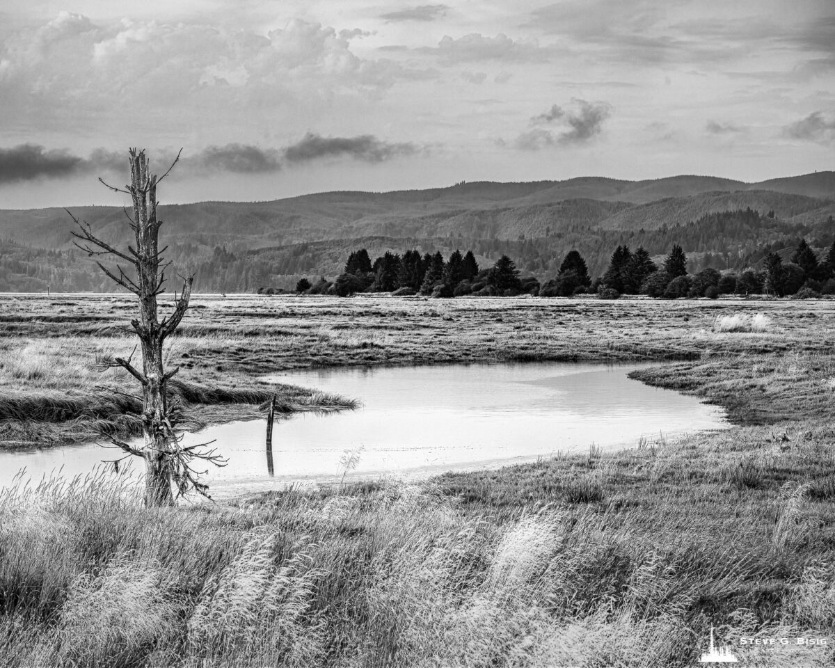 A black and white landscape photograph of a lone dead tree and waterway along the Willapa Bay estuary in Pacific County, Washington.