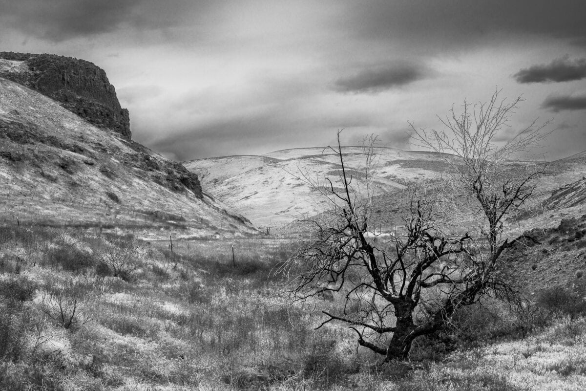 A black and white landscape photograph of a tree burned by a recent wildfire in Rocky Coulee on a spring day near Vantage, Washington.