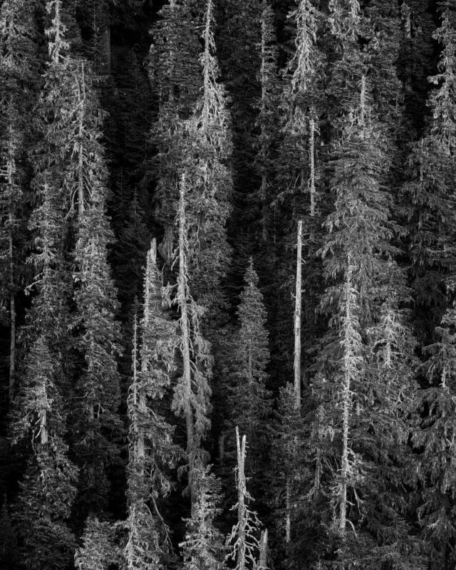 A black and intimate landscape photograph of the forest along Gifford Pinchot National Forest FR2551 near Elk Pass in Skamania County, Washington.