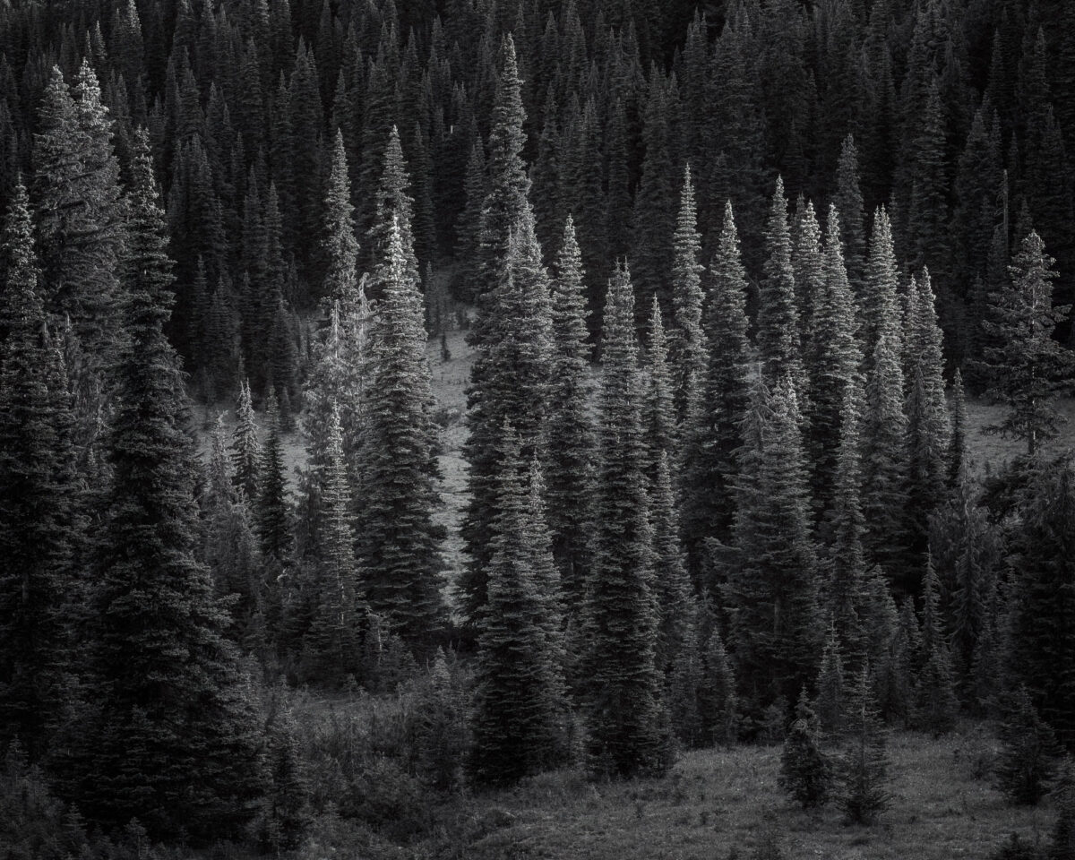 A black and white intimate landscape photograph of the forests along the Naches Peak Loop trail near Chinook Pass, Washington.