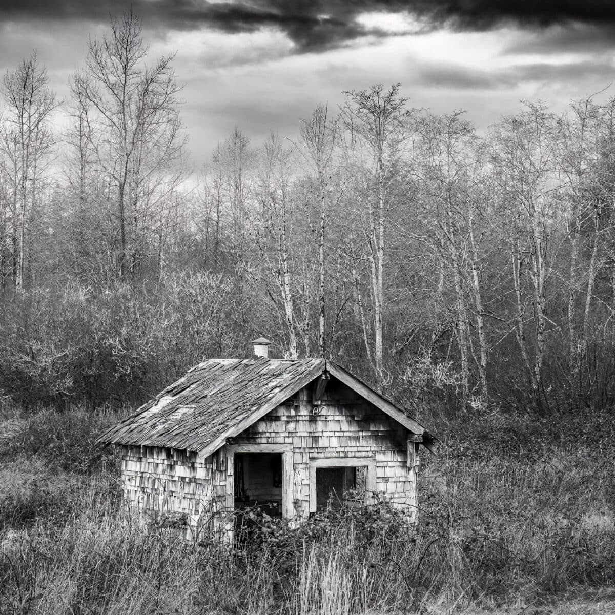 A square black and white rural landscape photograph of an old shingled shed in Grays Harbor County, Washington.