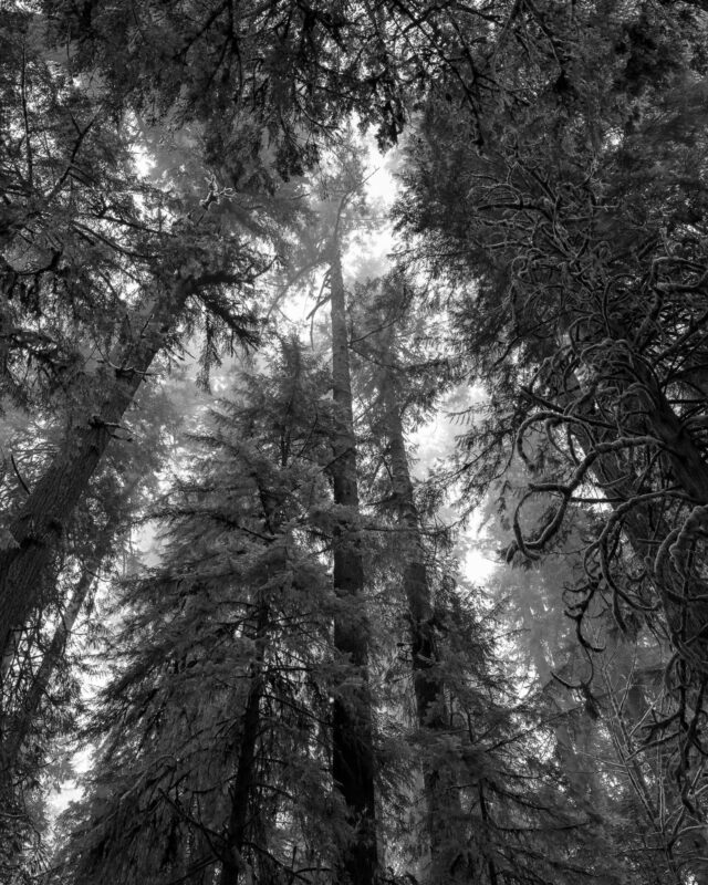 Looking Up Through the Old Growth Forest, Washington, 2023