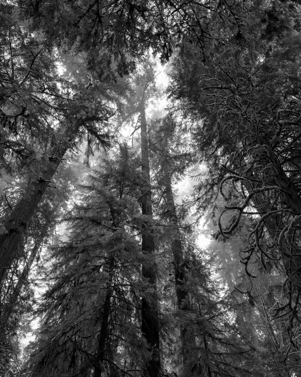 A black and white photograph looking up through the old growth forest at Rainbow Falls State park, Washington on a foggy winter day.