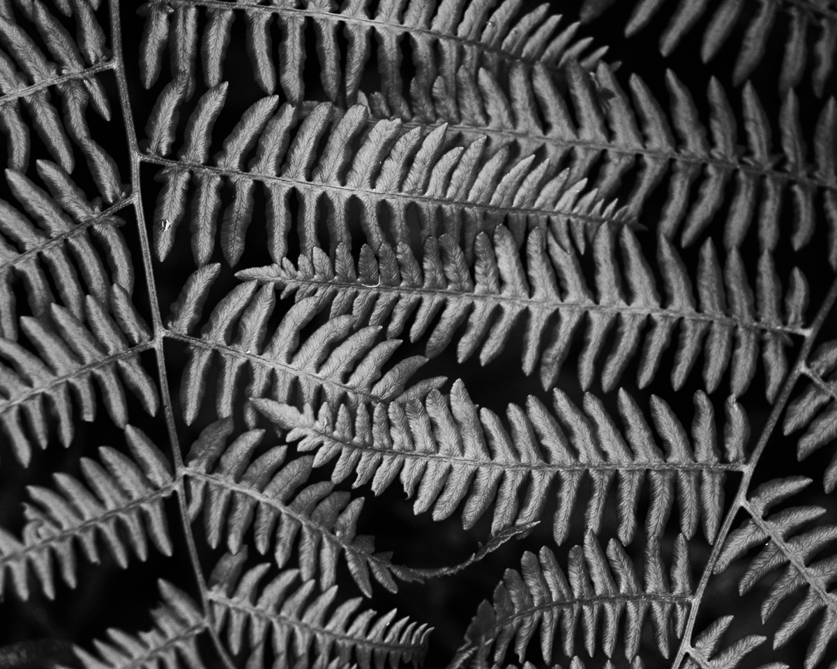 A black and white close up photograph of ferns on Whidbey Island, Washington.