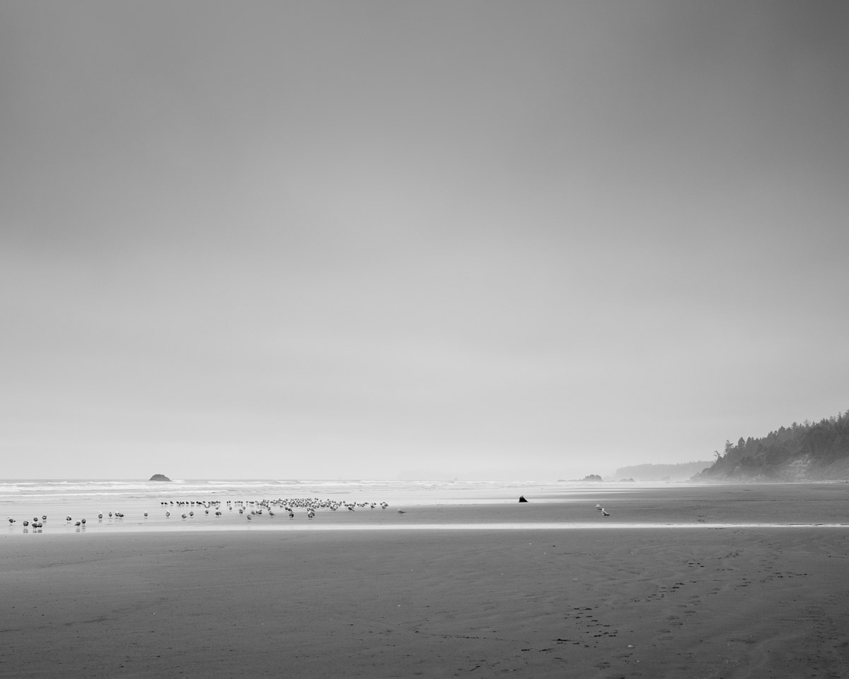 A serene moment captured at Kalaloch Beach, Washington; the calm Pacific Ocean kisses the sandy shores where seagulls gather, painting a peaceful monochrome scene embodying nature's tranquil beauty.