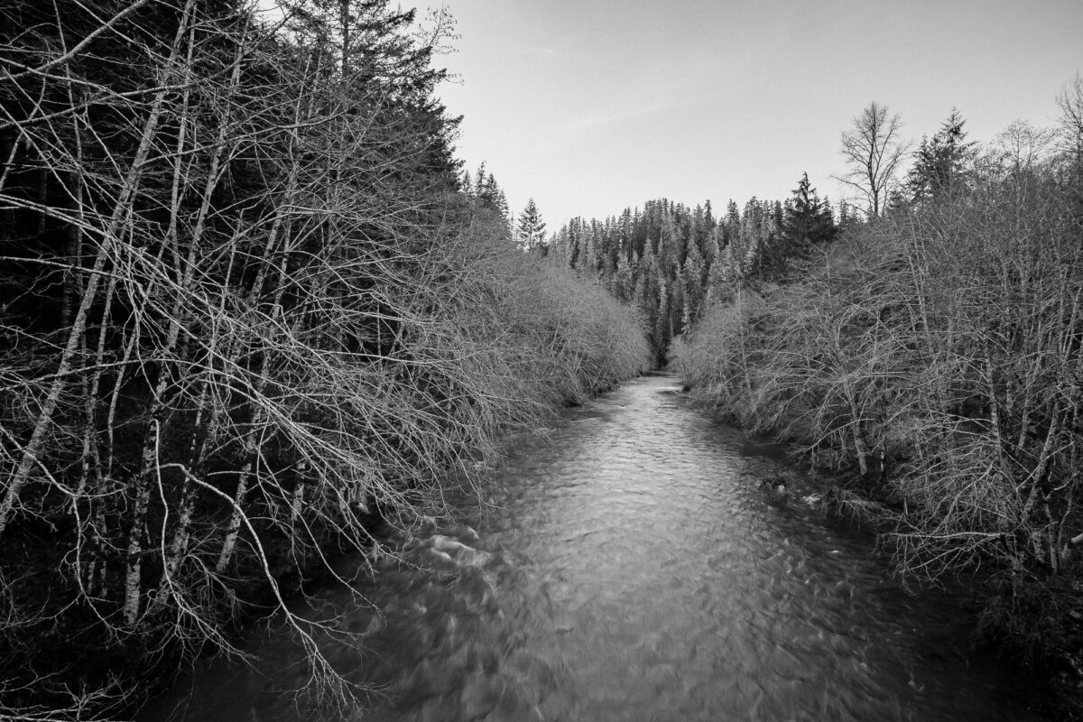 A black and white portrayal of the South Fork Skokomish River, nestled within the serene embrace of Olympic National Forest in Mason County, Washington. This timeless landscape, devoid of color, reveals the raw beauty of nature's elements, where the river gracefully winds through a majestic forest in the Pacific Northwest.