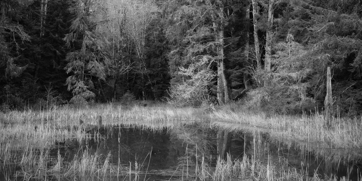This photo showcases the art of nature in Oregon's Lewis & Clark Historical Park. The water, trees, and grasses create a stunning composition of shapes, lines, and textures. The photo uses black and white to emphasize the artistic elements of nature.