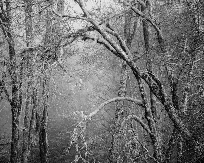 Discovering Beauty in Black and White Foggy Forest Landscapes