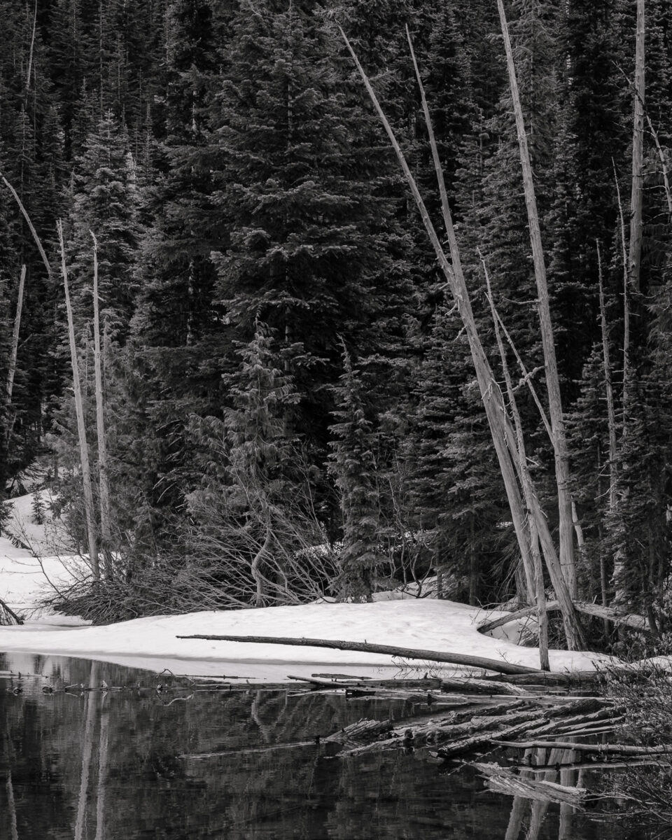 A black and white intimate landscape photograph of the snow-covered Spring forest along the shores of a partially frozen Lower Crystal Lake, Mt. Rainier National Park, Washington.