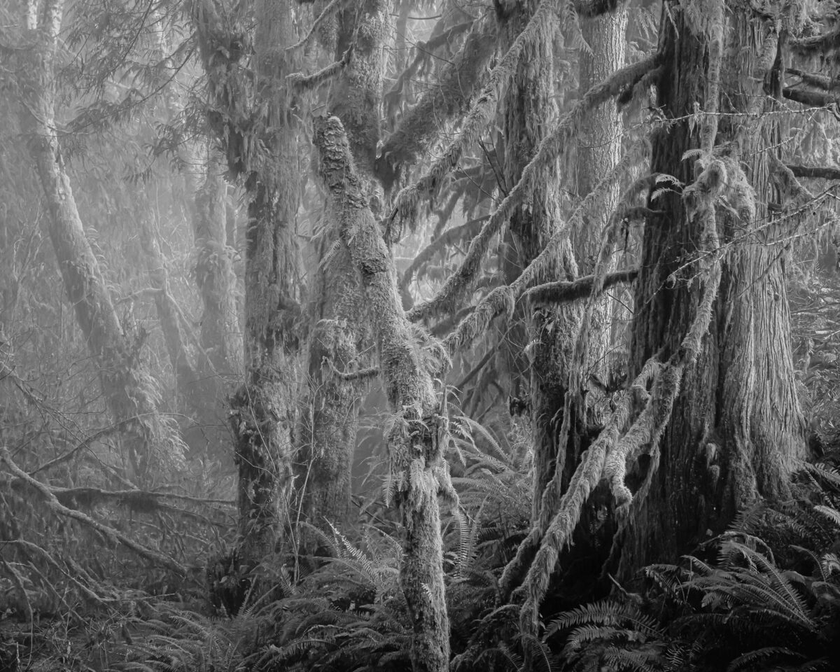 A dense fog envelops the Willapa Valley, Washington forest, transforming it into a monochromatic wonderland. The bare trees, covered with moss, contrast with the misty background, creating a striking visual effect. The fog also creates a sense of isolation and tranquility, as if the forest is a world of its own, untouched by the changing seasons.