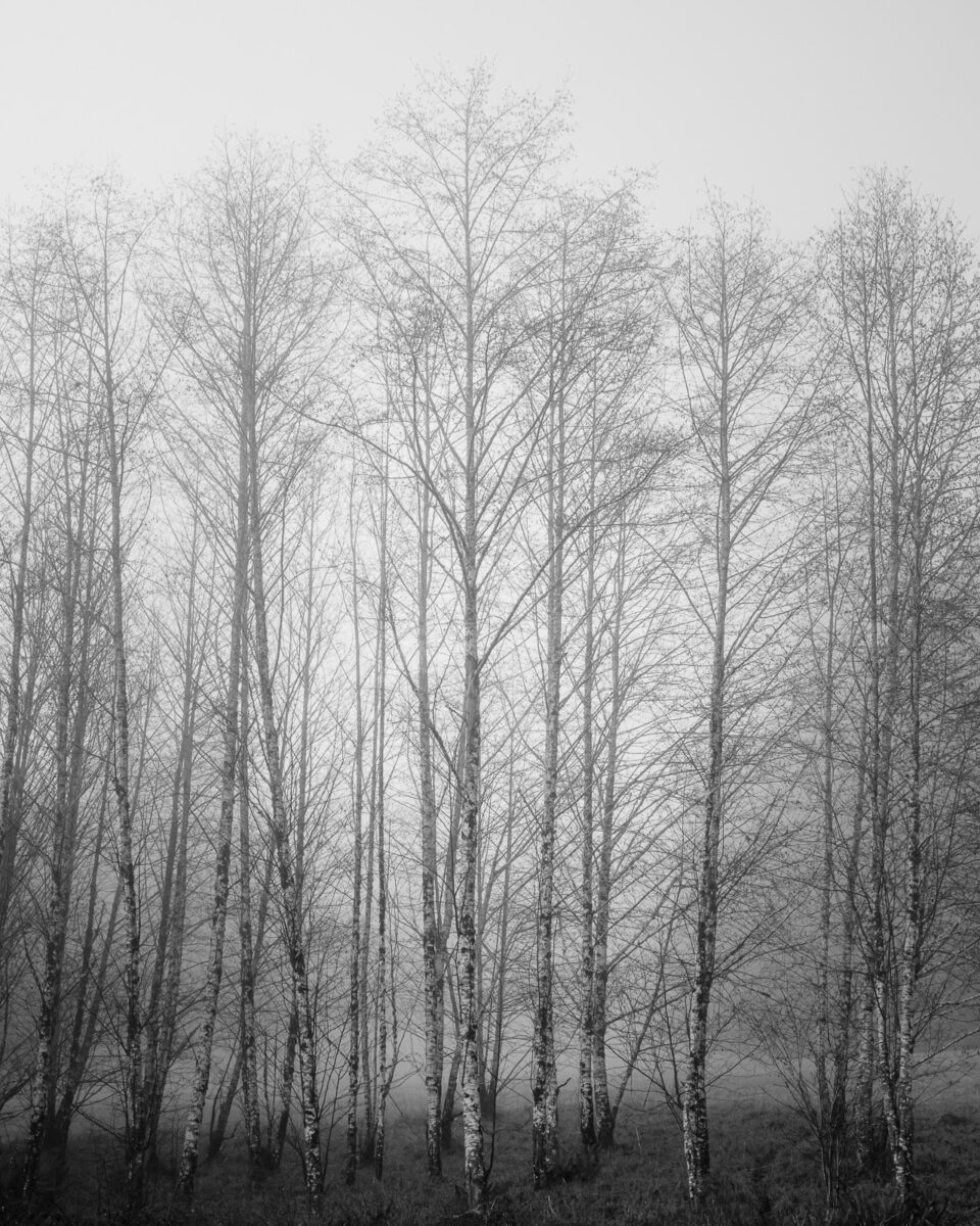 A serene stand of alder trees, their bare branches etching intricate patterns against the foggy backdrop, marks the transition from autumn to winter in Willapa Valley, Washington. The misty atmosphere wraps the landscape in a quiet hush, amplifying the ethereal beauty of nature’s artistry. As autumn’s final day unfolds, these silent sentinels are a testament to the changing seasons and nature’s enduring grace.