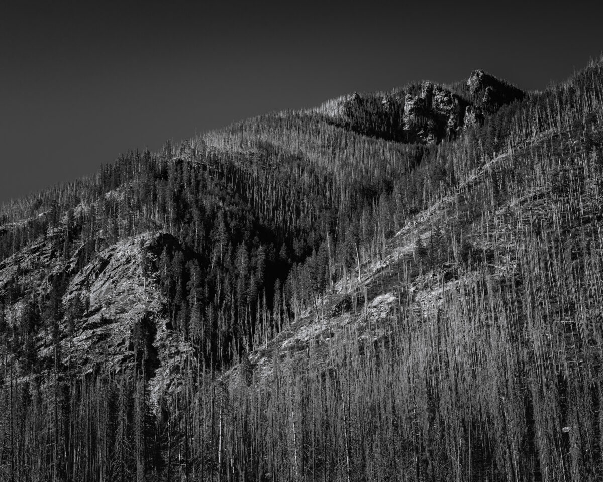 This black-and-white landscape photograph contrasts the fire-ravaged mountainside with a dense patch of unburned forest protected by geography. The protected area stands out as a dark, lush testament to nature’s resilience, forming a stark visual boundary against the skeletal remains of burned trees on the slopes. This surviving grove serves as a reminder of the forest’s former glory and a seed bank for future regeneration, highlighting the importance of diverse landscapes in wildfire ecology.