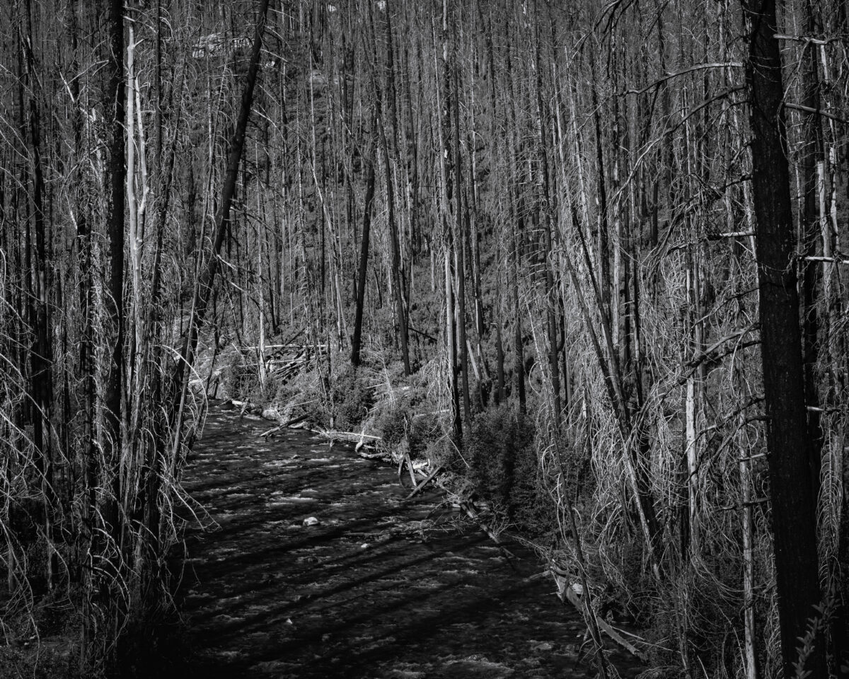 This black-and-white intimate landscape photograph, a testament to nature’s resilience, captures the aftermath of a forest fire. The Entiat River, a symbol of life, flows through a landscape of charred trees. The stark contrast between the dark, skeletal remains of the forest and the flowing water creates a haunting yet beautiful scene. It’s a powerful illustration of nature’s capacity for renewal, inspiring hope and admiration even after the most devastating events.