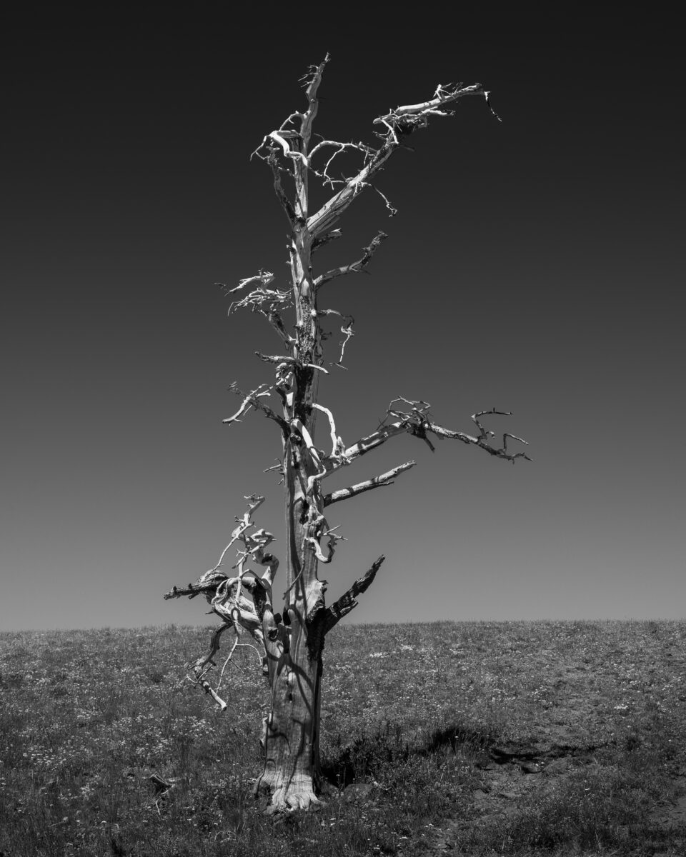 This black-and-white landscape photograph captures a moment in the slow healing process of Naneum Ridge, Washington. The solitary, fire-scarred tree is a stark reminder of the 2012 Table Mountain fire, its bare, twisted branches reaching an empty sky. In stark contrast, the lush meadow surrounding its base speaks to nature’s resilient spirit. The gradual reclamation of the burn area by grasses and small plants illustrates the patient process of ecological recovery. This lone tree, surrounded by new life, memorializes the past devastation and symbolizes the land’s gradual rebirth, embodying the complex interplay between destruction and renewal in wild spaces.