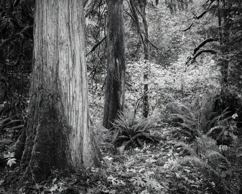 A black and white intimate landscape photograph of the autumn forest at Flaming Geyser State Park, Washington.