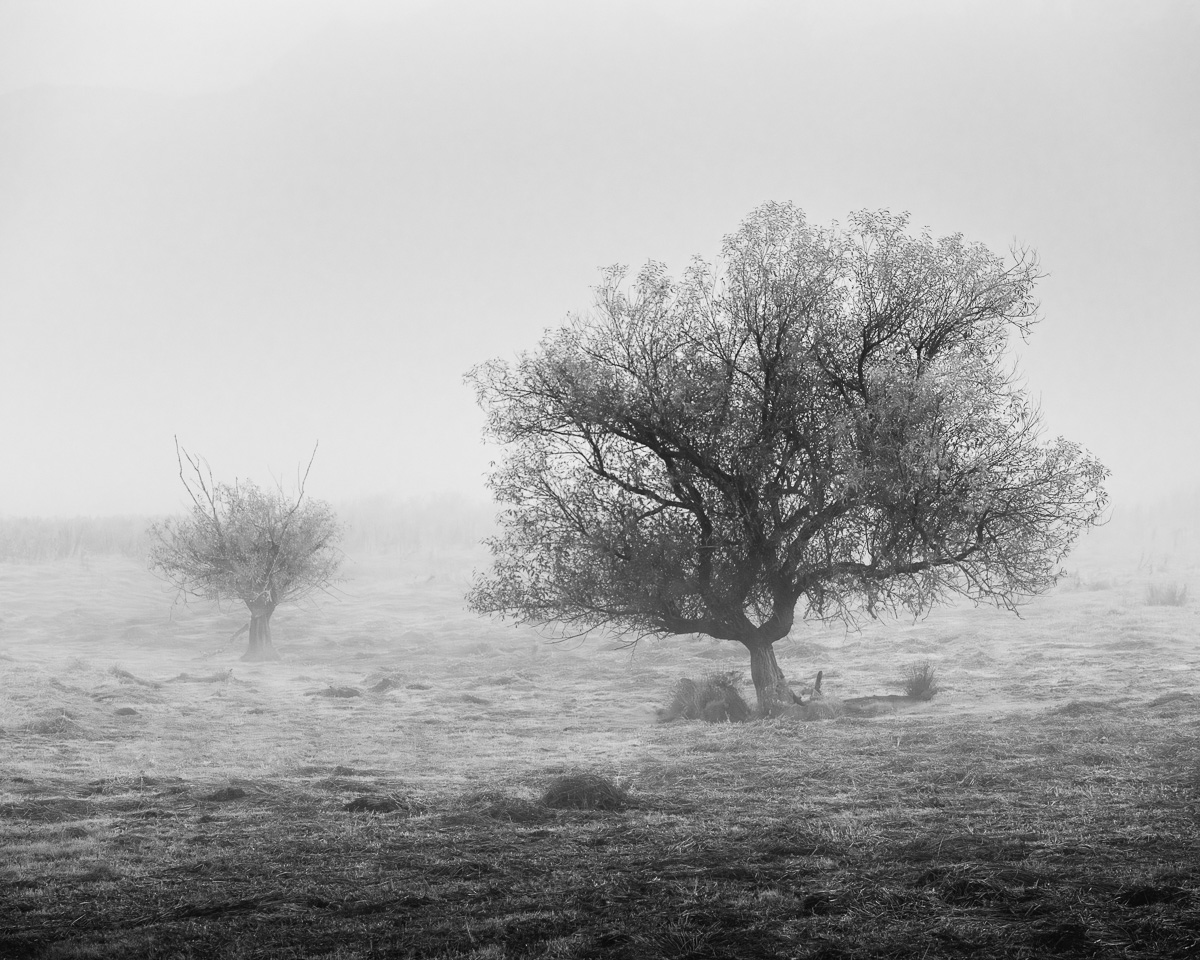 Echoes of Silence, Grays River, Washington