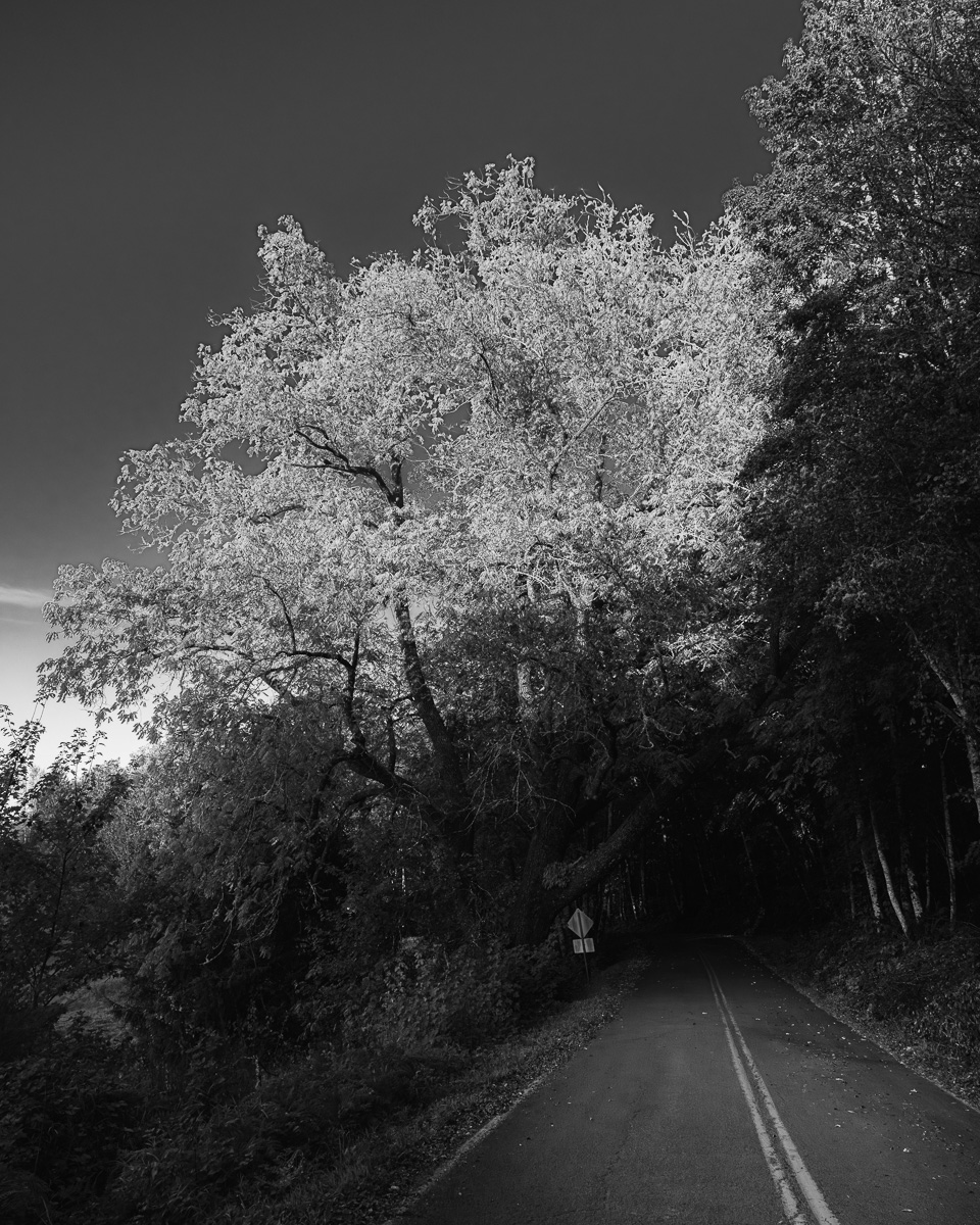 Where Light Fades, Grays River, Washington,