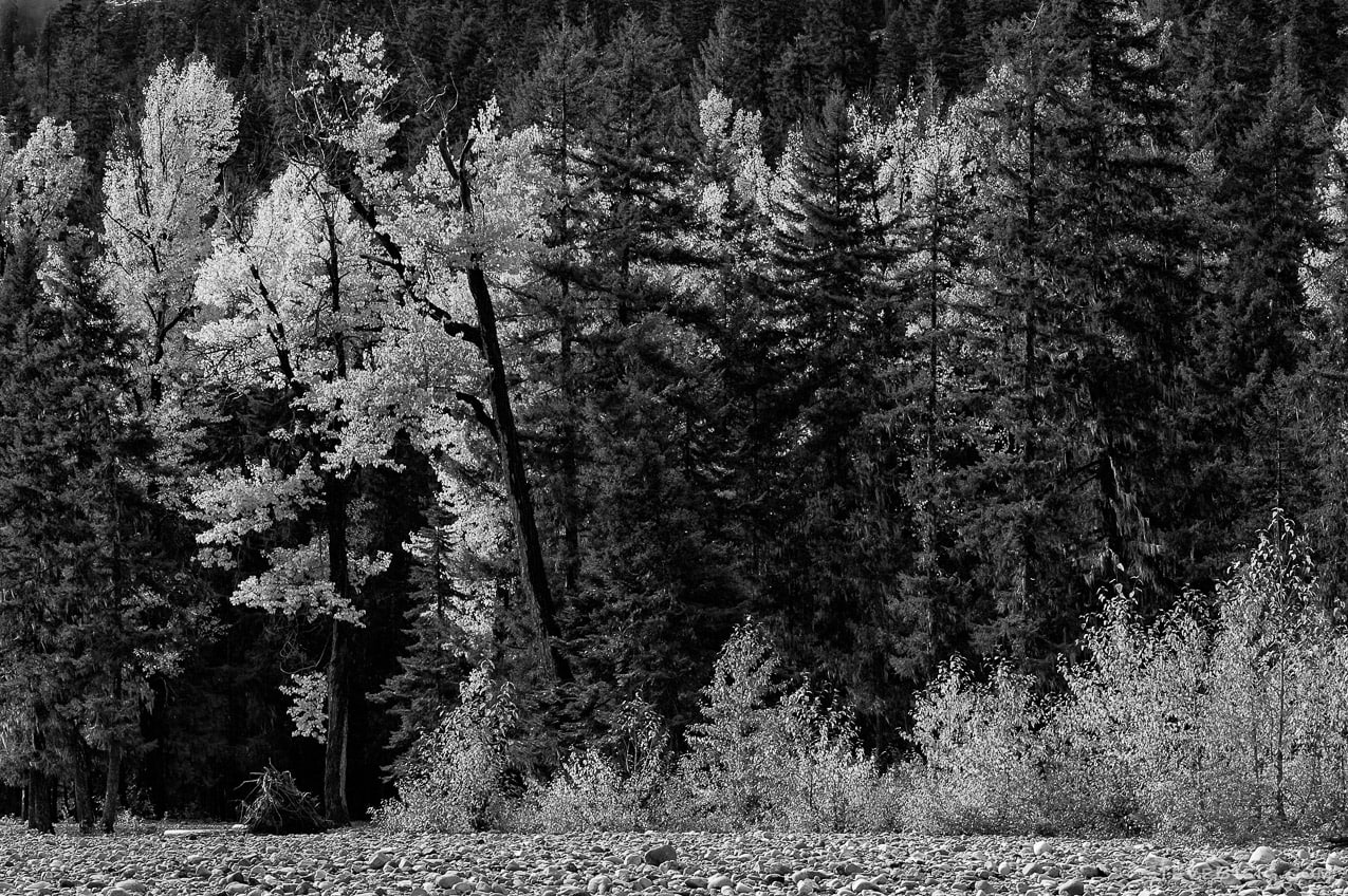 A black and white photograph of the Autumn colors on the upper Cle Elum River near Salmon la Sac in Kittitas County, Washington.