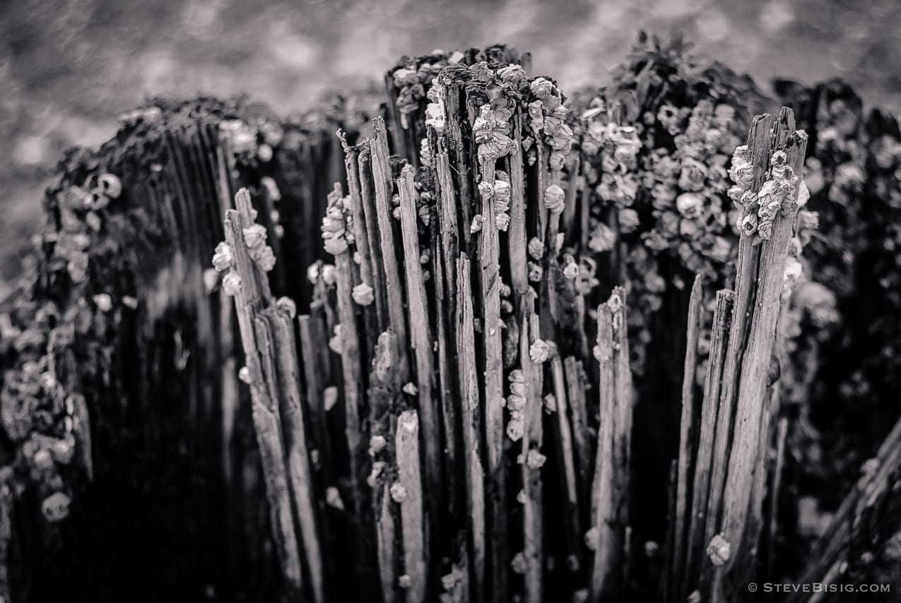 A black and white photograph of barnacles at low rise on Commencement Bay in Tacoma, Washington.