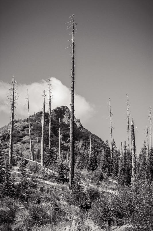 Bismark Mountain, Skamania County, Washington, 2014