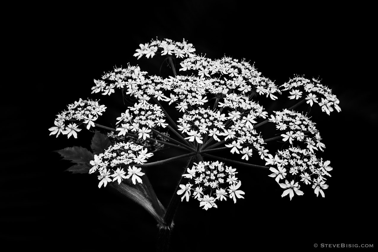 A black and white, low-key photograph of Cow Parsnip (Heracleum maximum) which is also known as Indian Celery or Pushki.