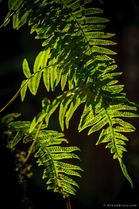 A photograph of a fern backlit from the winter sun. Tiger Mountain State Forest, Washington.