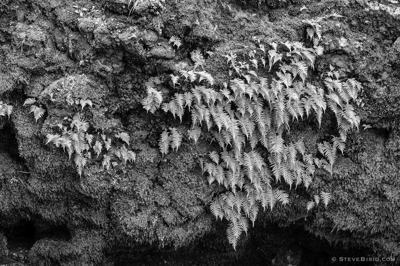 A black and white photograph of small ferns growing on a moss covered rock along the South Fork Chehalis River at Rainbow Falls State Park in rural Lewis County, Washington.