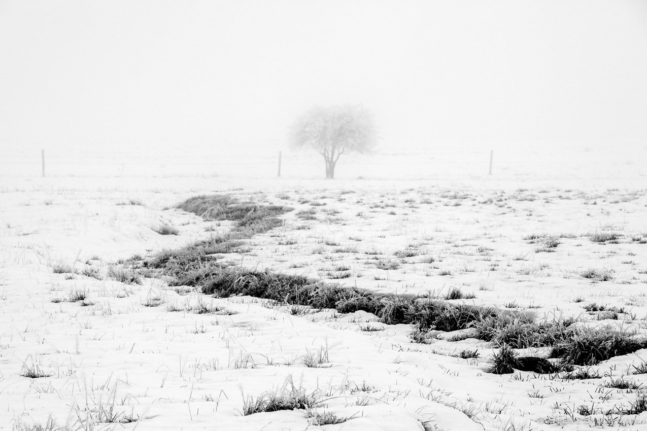 A black and white photograph of a snow covered pasture on a foggy winter day in rural Kittitas County near Ellensburg, Washington.
