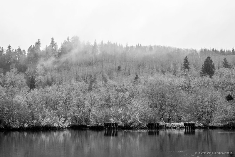 Forest Along the Chehalis River, Montesano, Washington, 2015