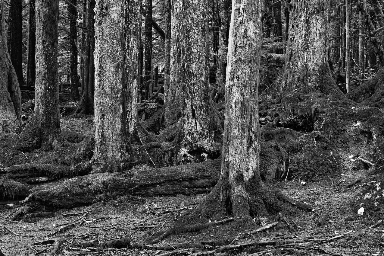 A black and white photograph of the forest floor of the Mt Baker-Snoqualmie National Forest in King County, Washington.