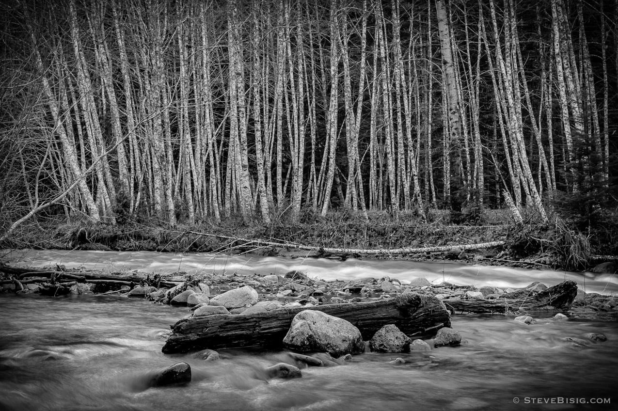 A black and white photograph of the forest along the Huckleberry Creek near Mount Rainier National Park, Washington on a late Autumn afternoon.