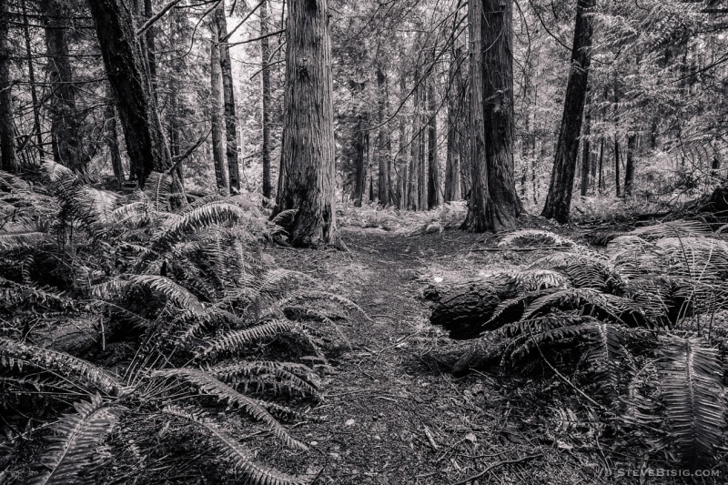 Forest Trail, Fort Townsend State Park, Washington, 2014