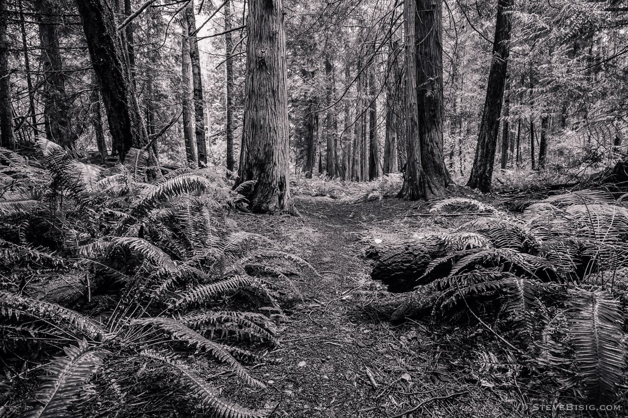 A black and white nature photograph of a forest trail at Fort Townsend State Park near Port Townsed, Washington. 