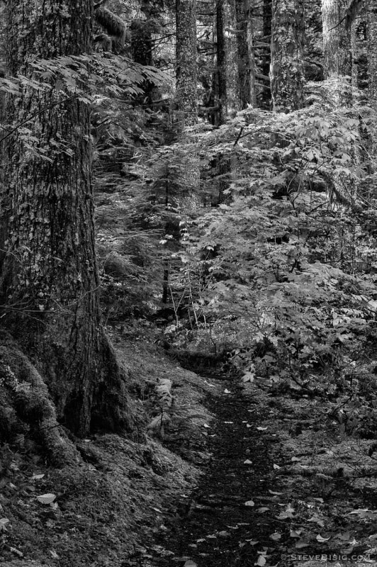 Forest Trail, Snoqualmie Valley, Washington, 2012