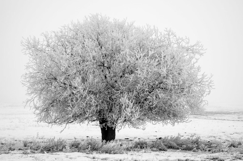 A black and white photograph of a frost covered tree in a pasture along Fairview Road in rural Kittitas County near Ellensburg, Washington.