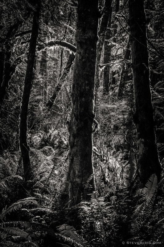 Lowland Winter Forest No. 11, Tiger Mountain, Washington, 2015