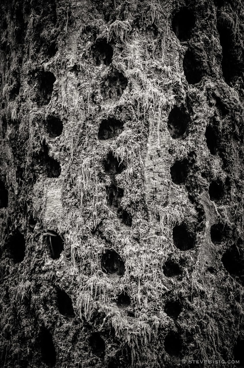 A black and white close-up photograph of a tree in the lowland winter forest at Tiger Mountain State Forest near Issaquah, Washington.