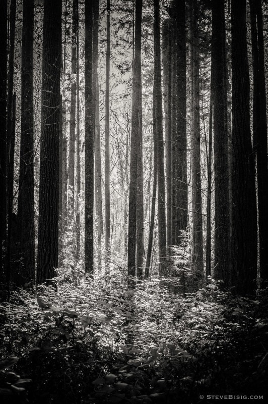 Lowland Winter Forest No. 13 Tiger Mountain, Washington, 2015