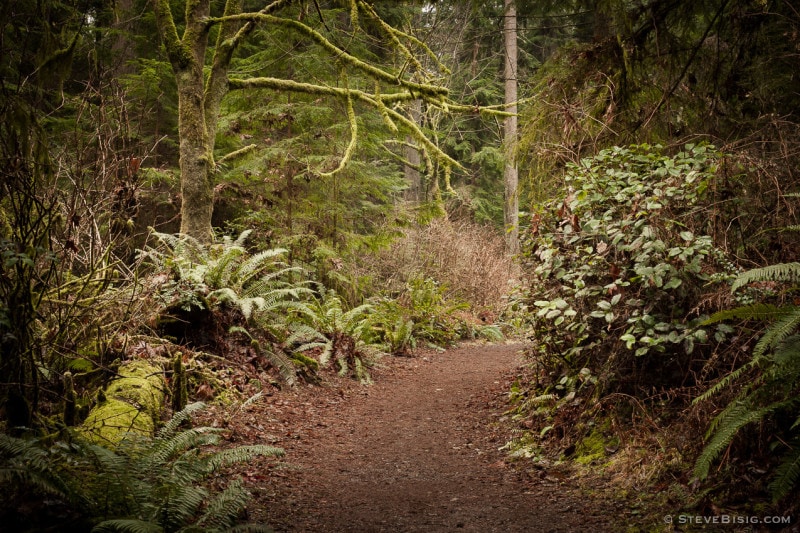 Lowland Winter Forest No. 4, Tacoma, Washington, 2015