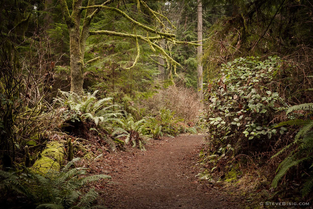 A photograph of the winter forest along the hiking trails in Point Defiance Park in Tacoma, Washington.