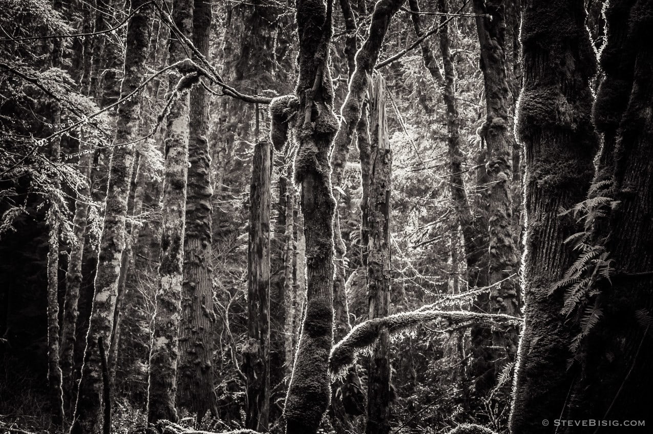 A black and white photograph of the lowland winter forest at Tiger Mountain State Forest near Issaquah, Washington.