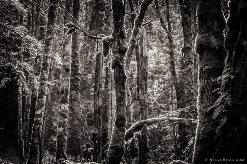 Lowland Winter Forest No. 9, Tiger Mountain, Washington, 2015