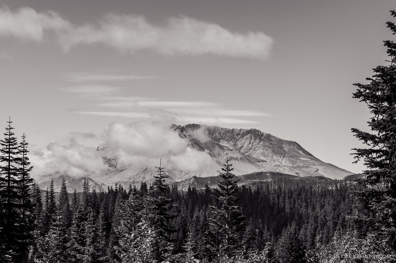 A black and white photograph of Mount St. Helens framed in by the forest as viewed from the Bear Meadows Viewpoint off of Forest Road 99 in the Gifford Pinchot National Forest, Washington. 