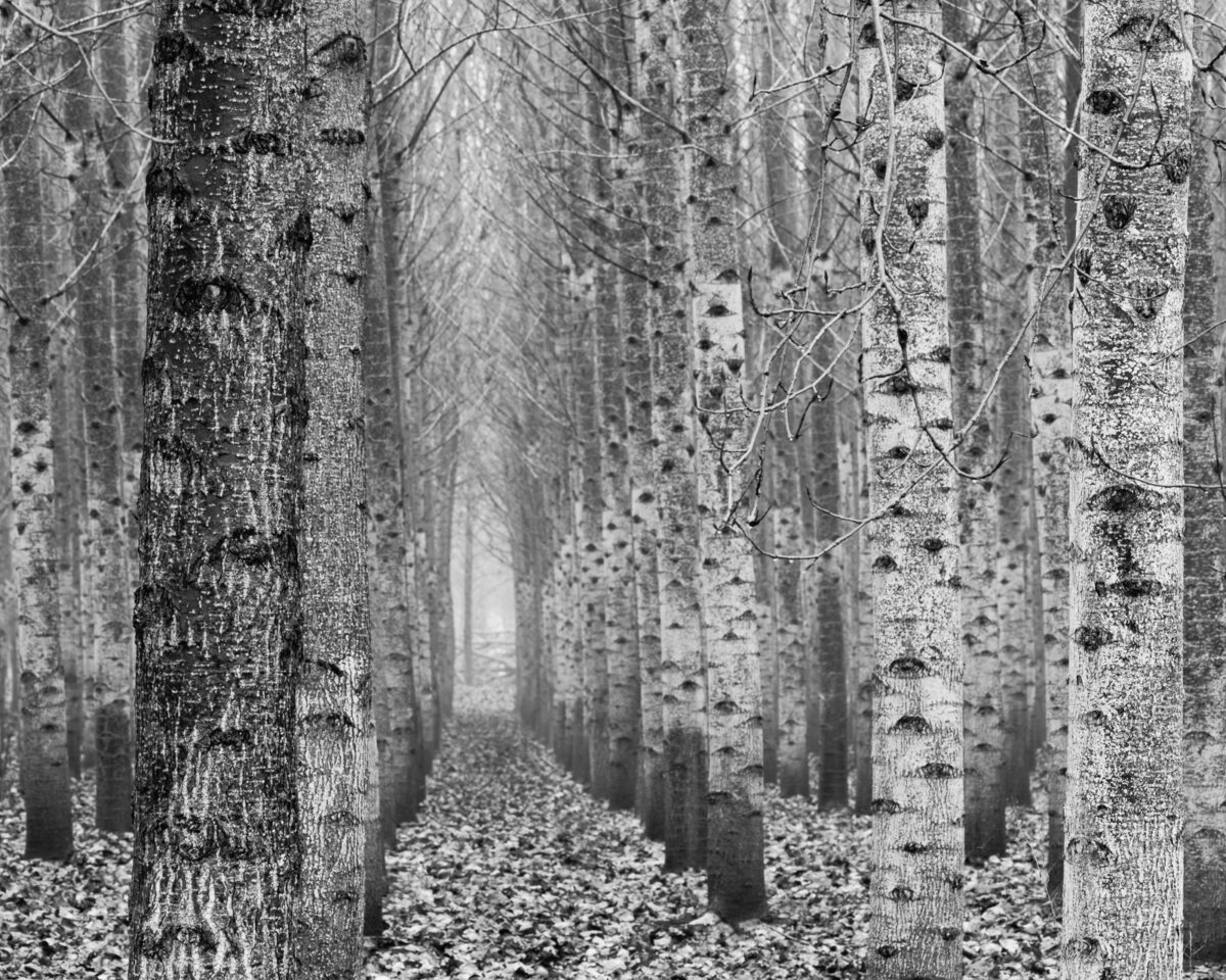 A black and white photograph of the Poplar Tree Plantation along State Route 6 in Lewis County near Chehalis, Washington.